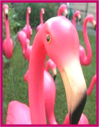 FLAMINGOS ARE BACK!